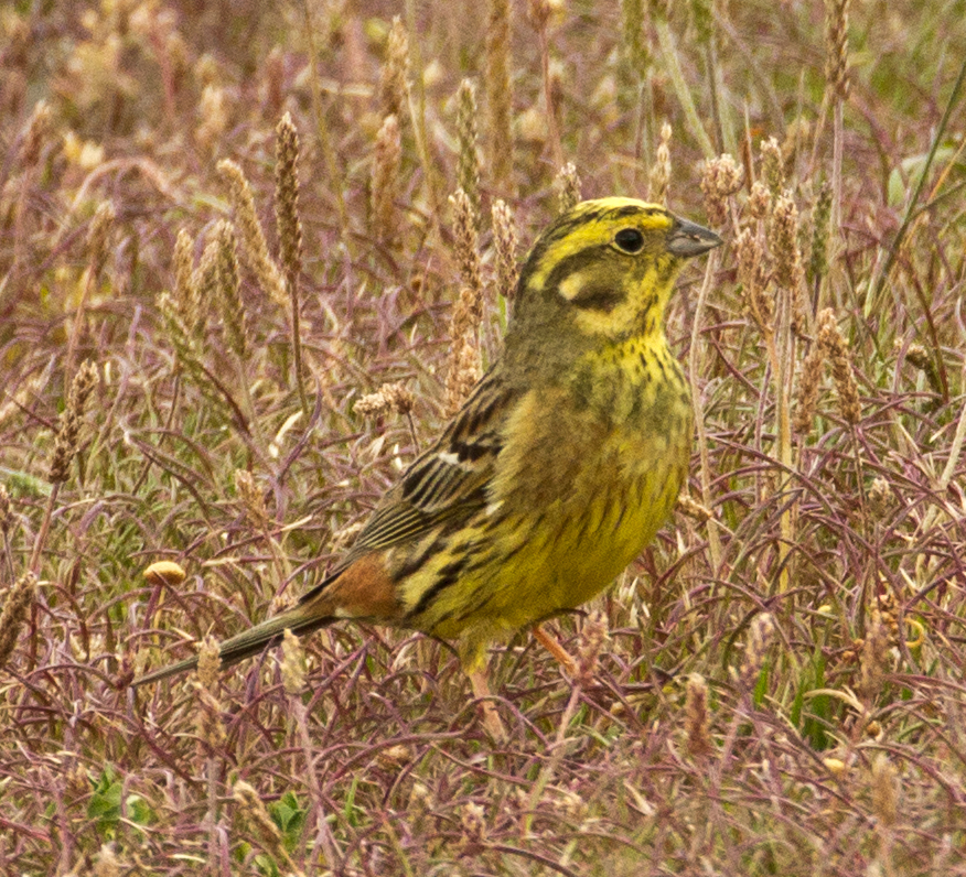 Yellowhammer [female] | Great Bird Pics