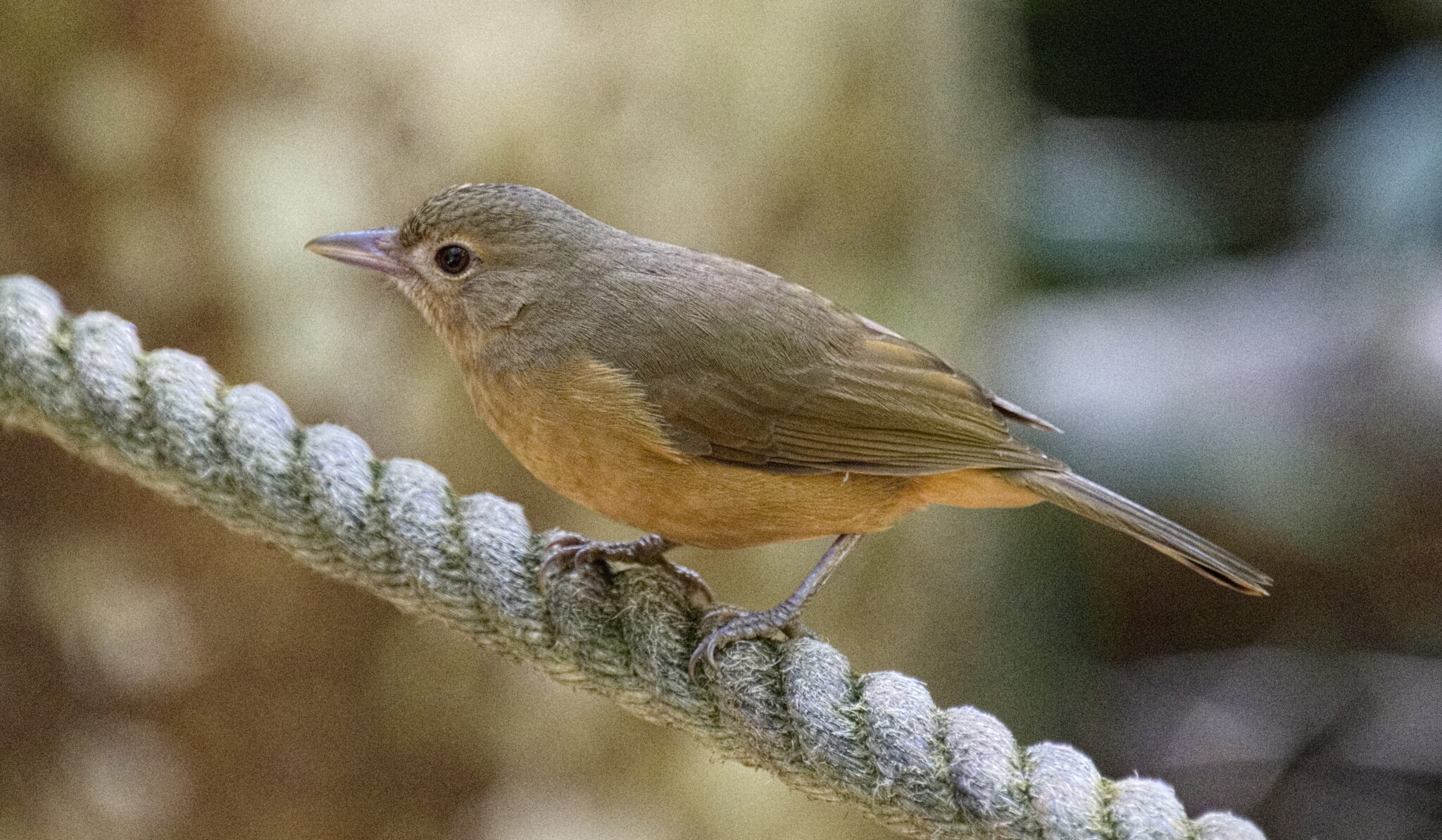 Little Shrikethrush | Great Bird Pics