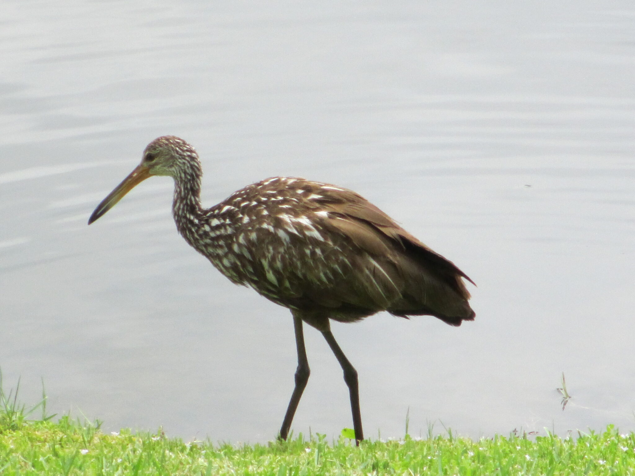 limpkin | Great Bird Pics