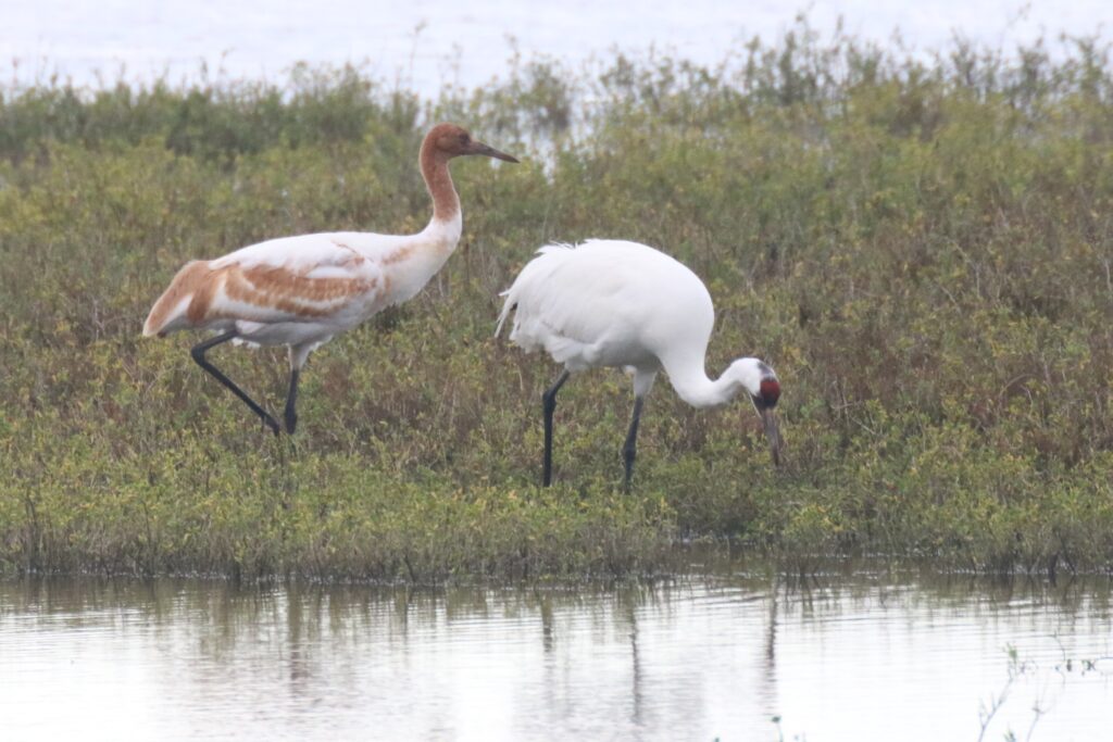 Whooping Cranes | Great Bird Pics