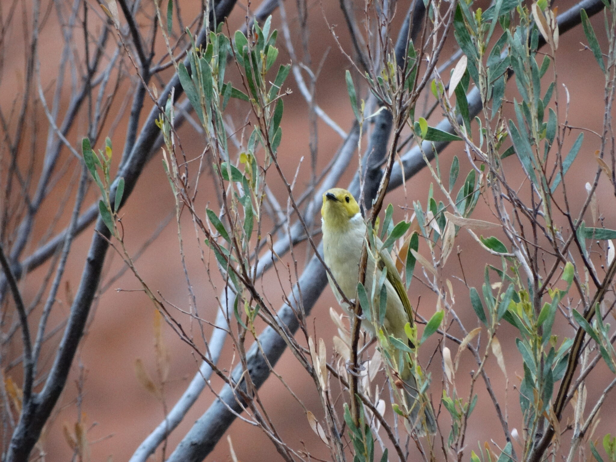 White-plumed Honeyeater | Great Bird Pics