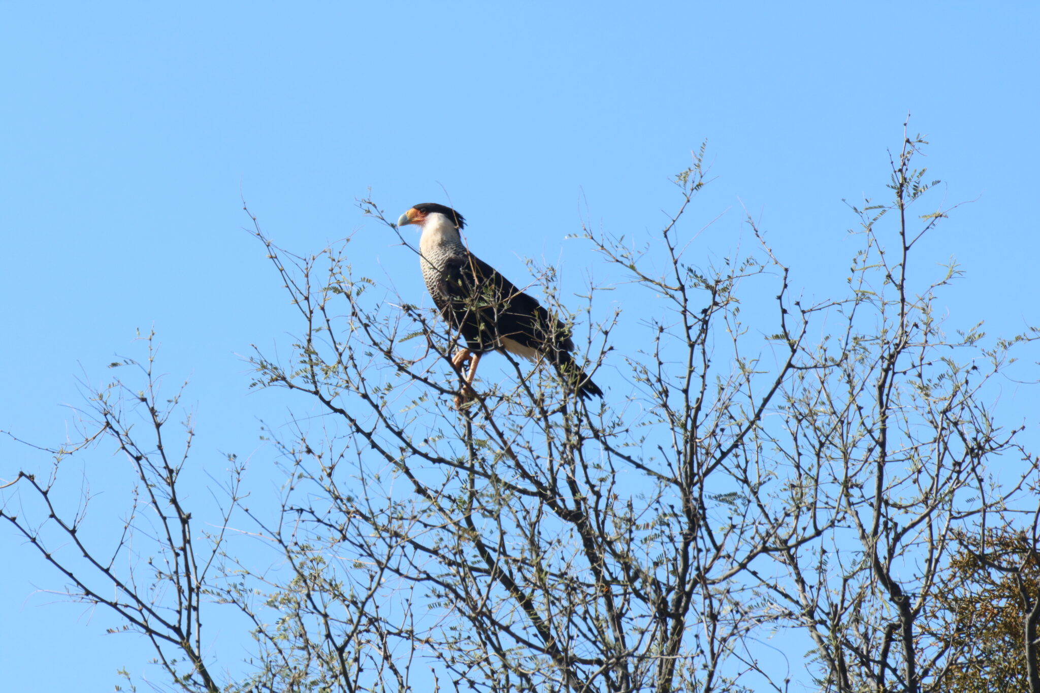 Crested Caracara | Great Bird Pics