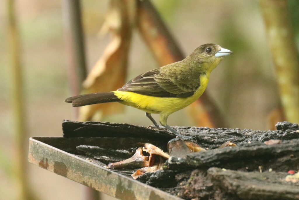 Flame-rumped Tanager | Great Bird Pics