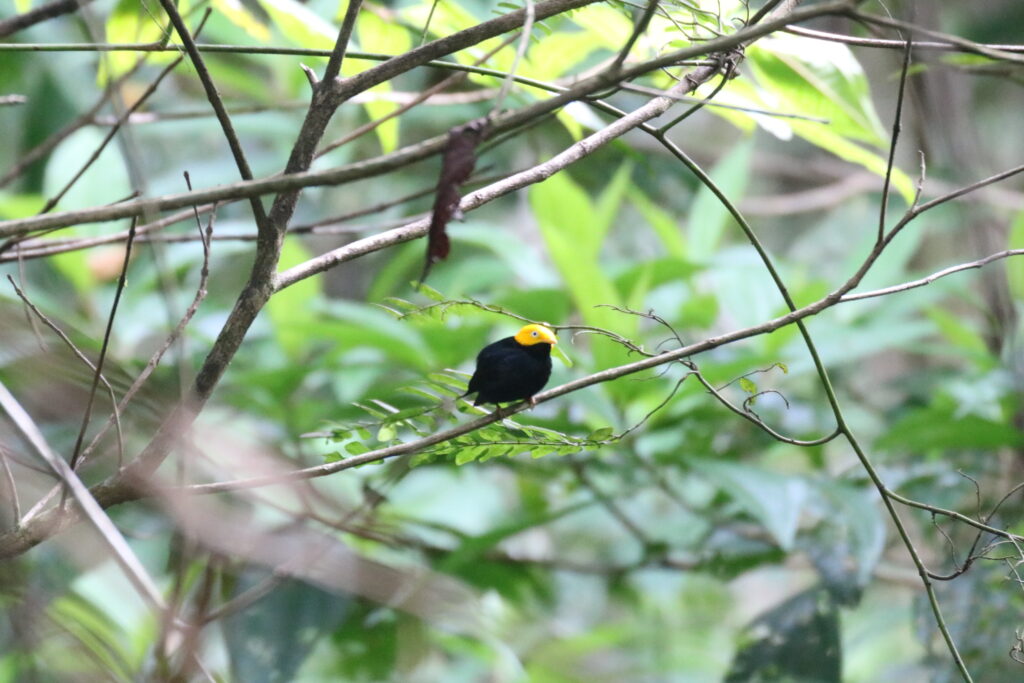 Golden-headed Manakin | Great Bird Pics