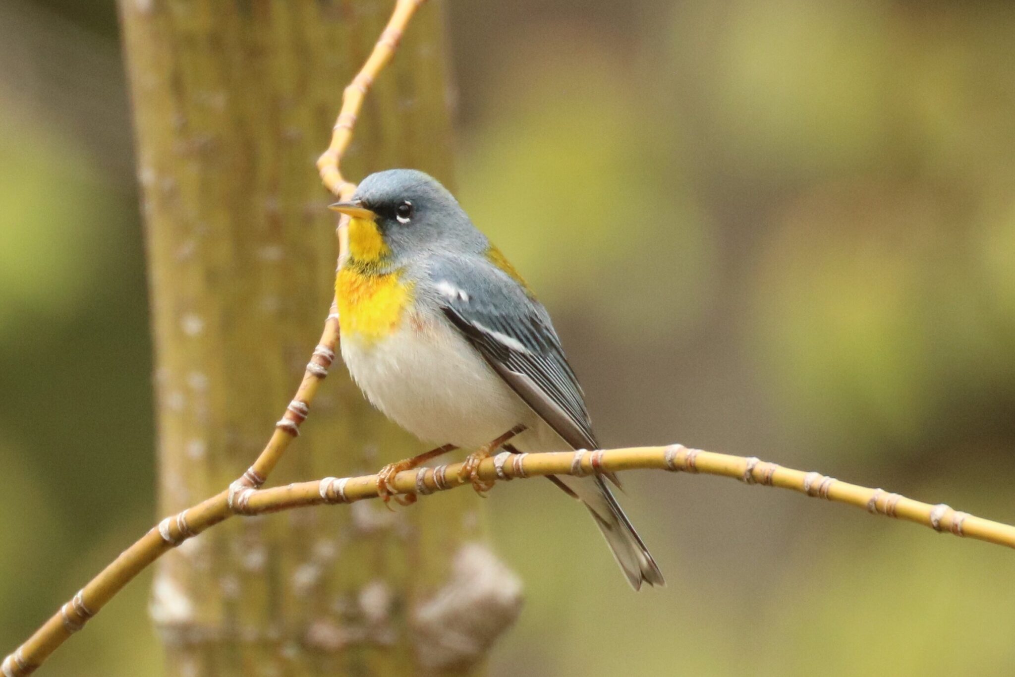 Northern Parula | Great Bird Pics