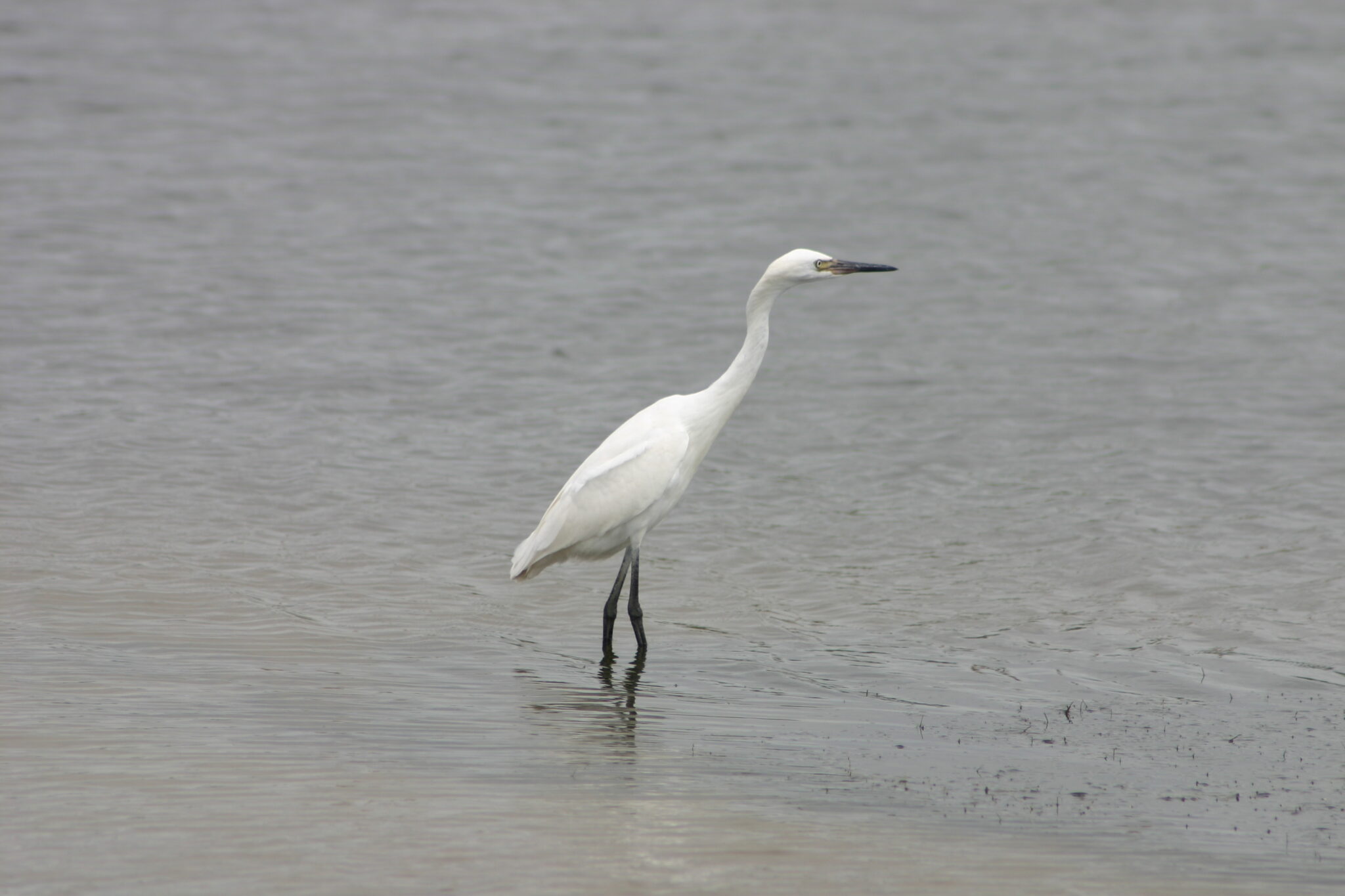 Snowy Egret Great Bird Pics