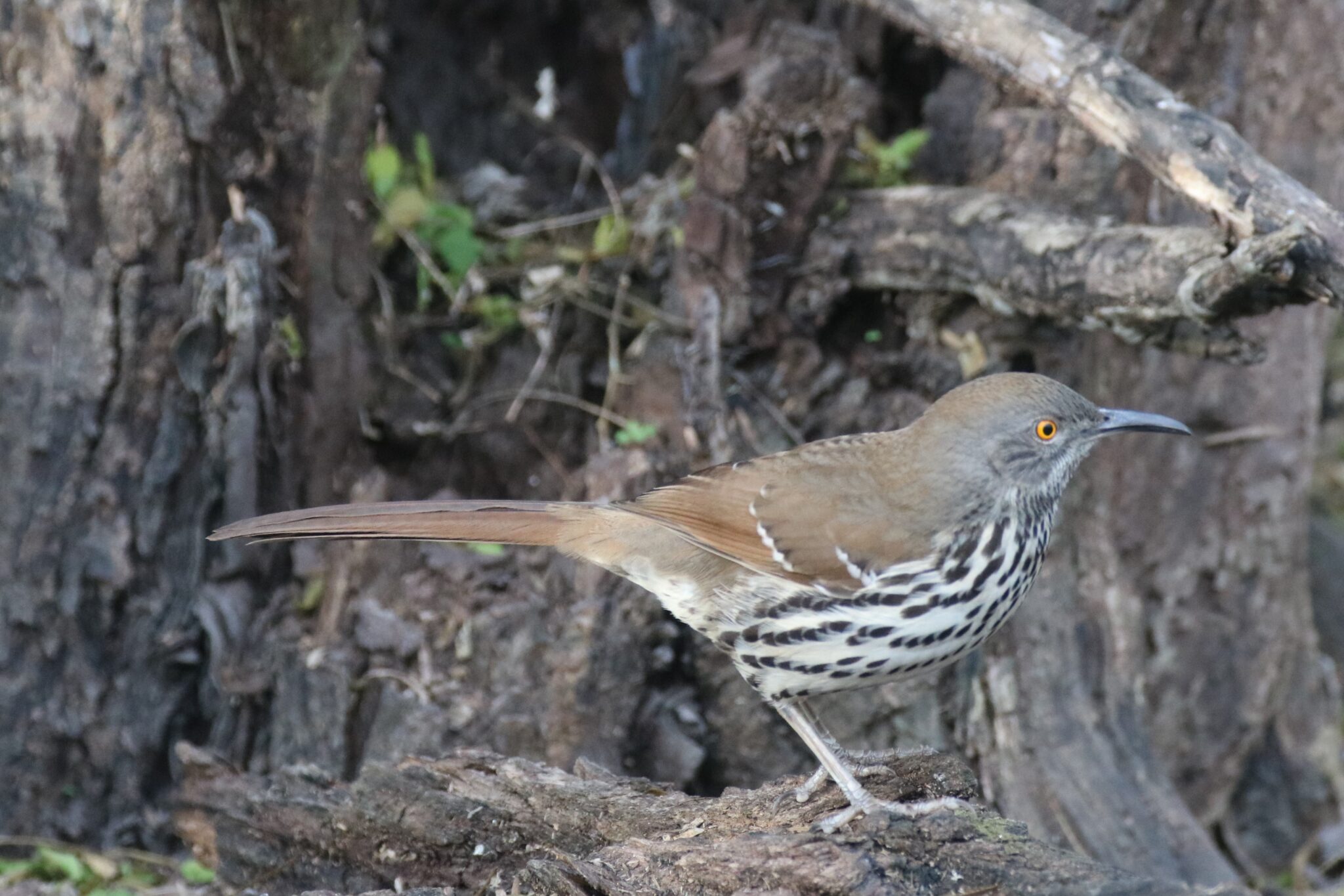 Long-billed Thrasher | Great Bird Pics