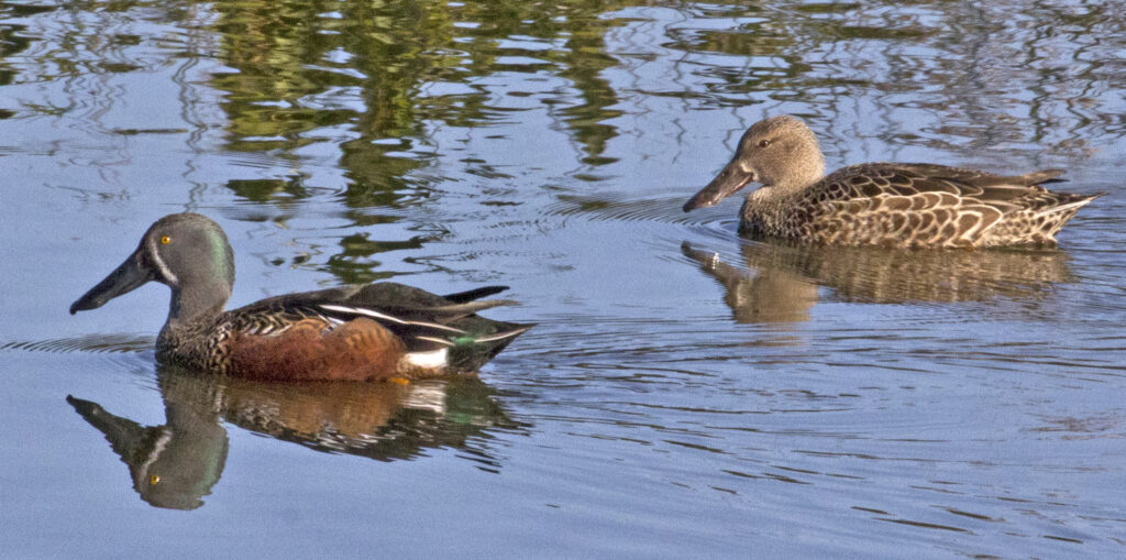 Australasian Shoveler | Great Bird Pics