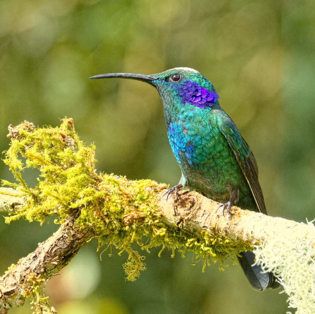 Lesser Violetear | Great Bird Pics