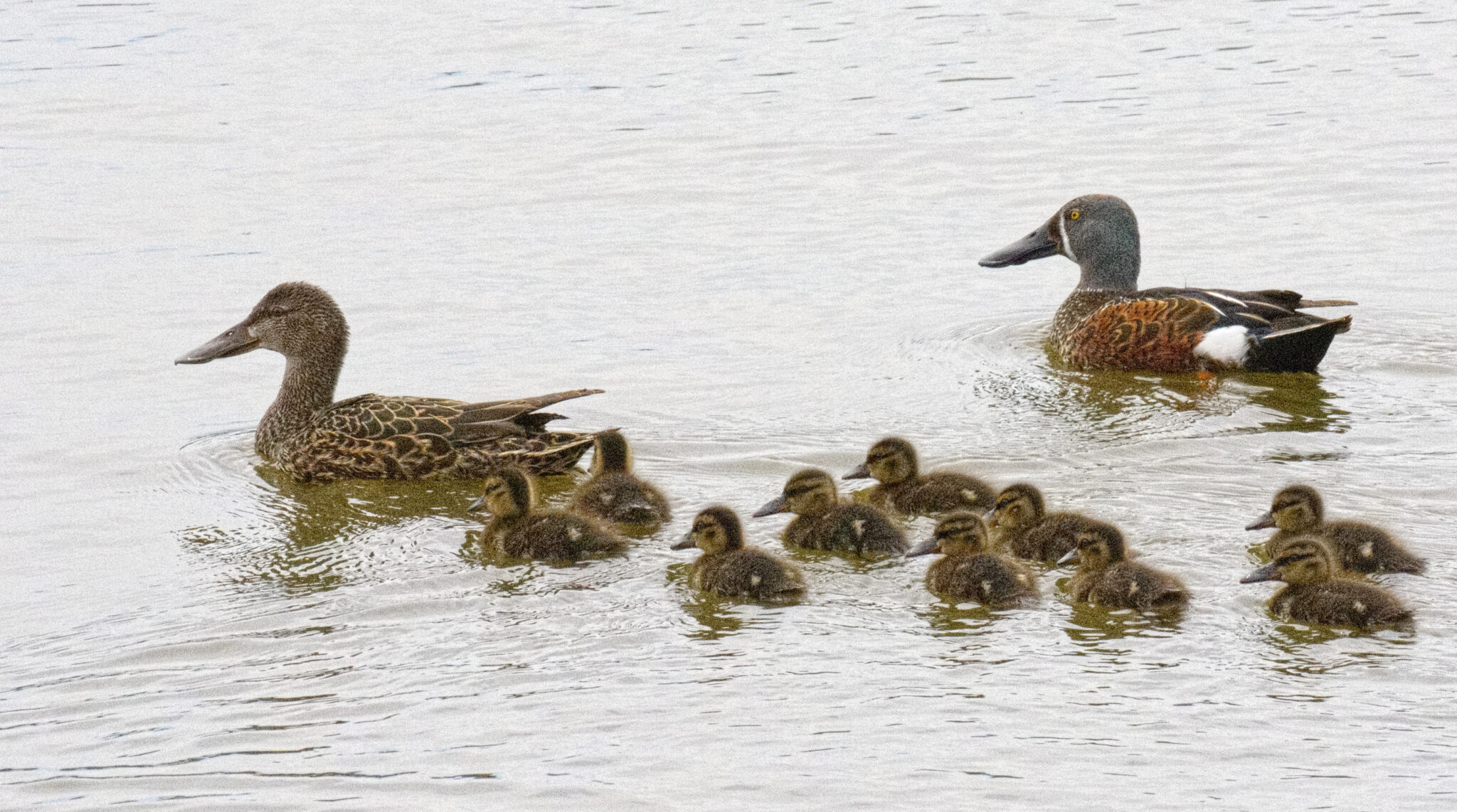 Australasian Shoveler Family | Great Bird Pics