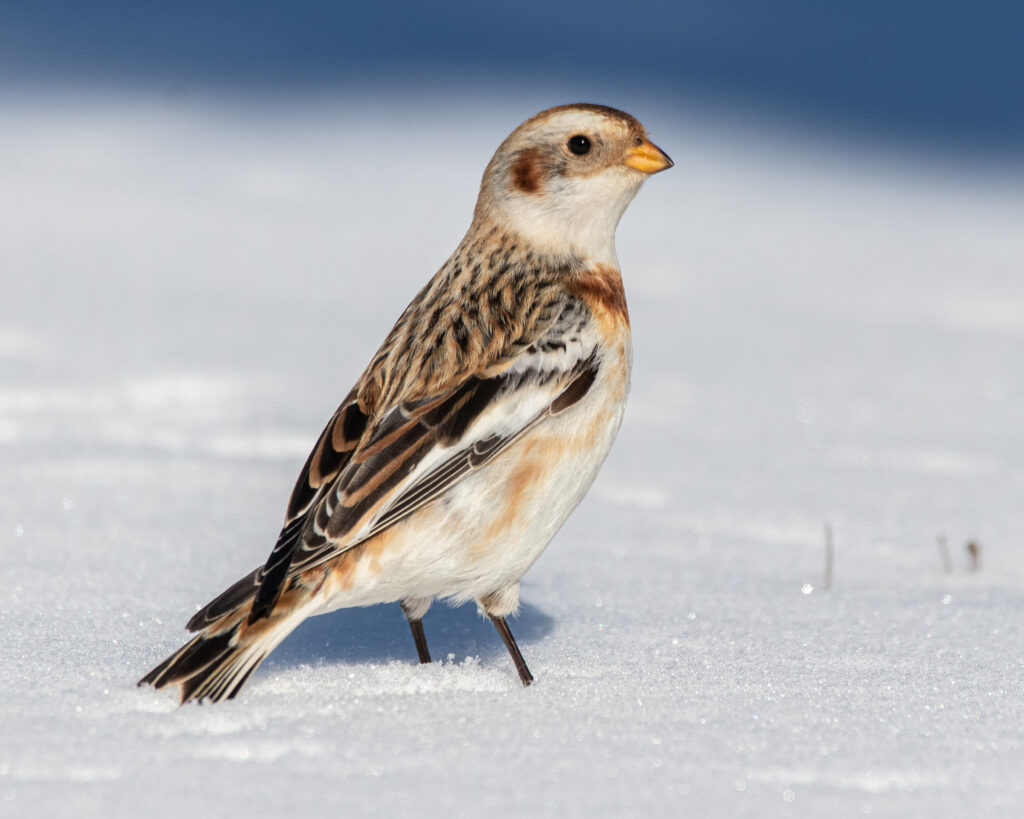 Snow Bunting in the Snow | Great Bird Pics