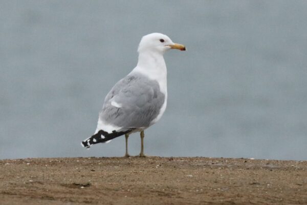 California Gull | Great Bird Pics