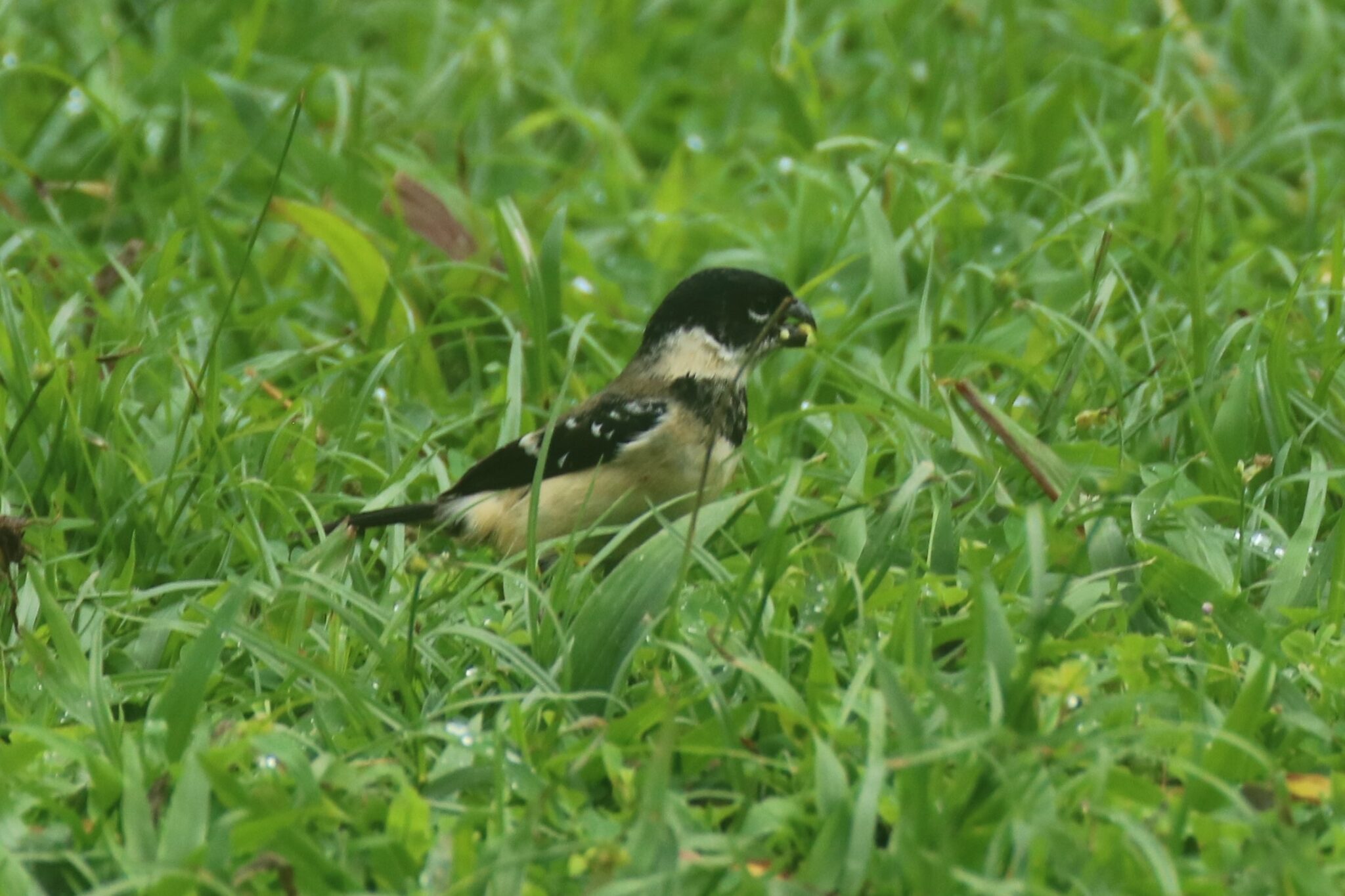 Morelets Seedeater Great Bird Pics