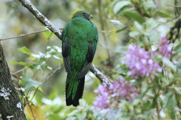 Resplendent Quetzal | Great Bird Pics