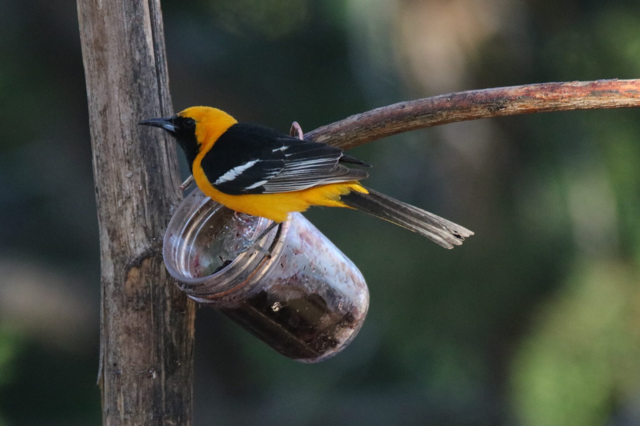 Hooded Oriole | Great Bird Pics