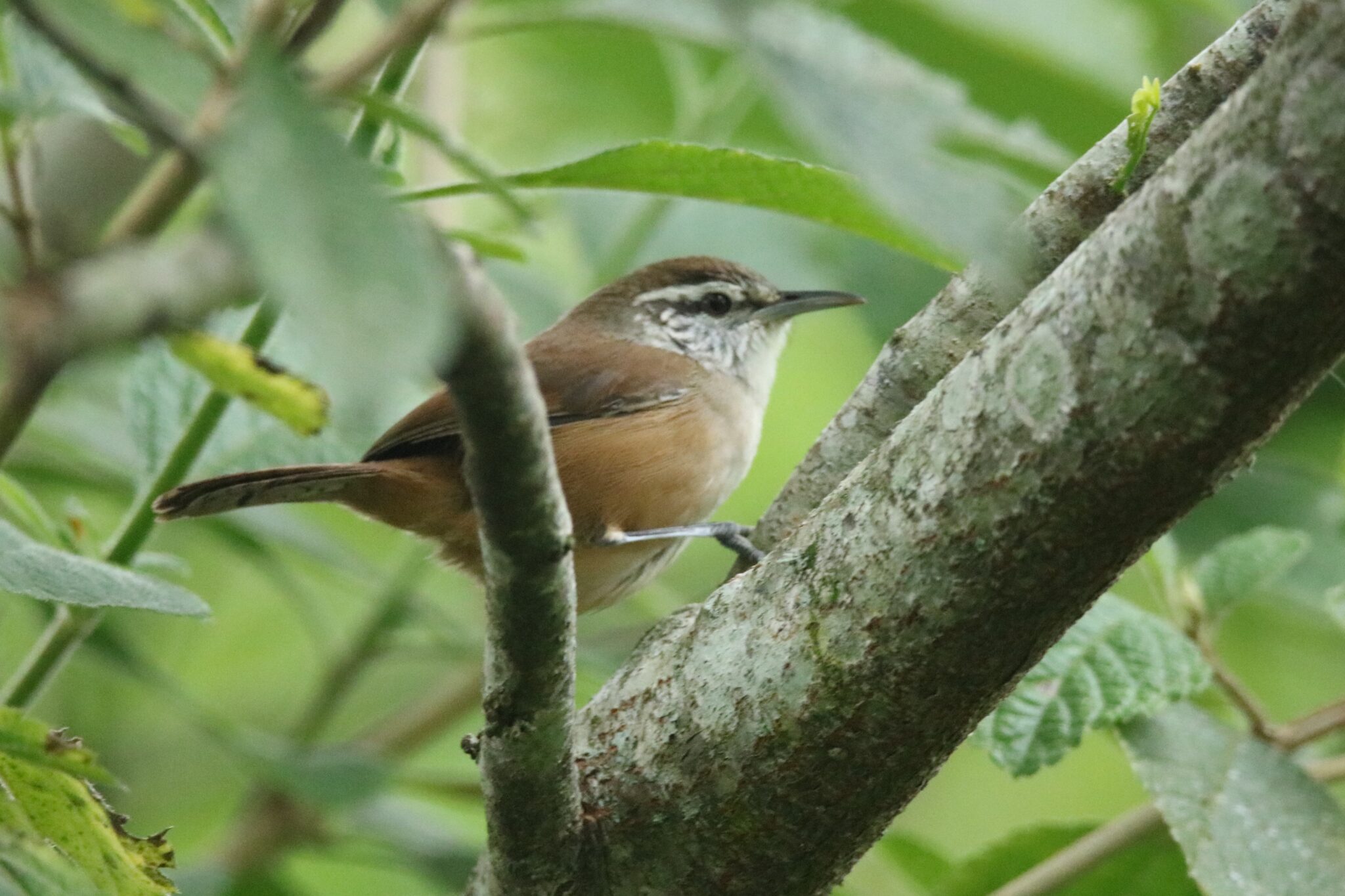 Cabanis’s Wren | Great Bird Pics