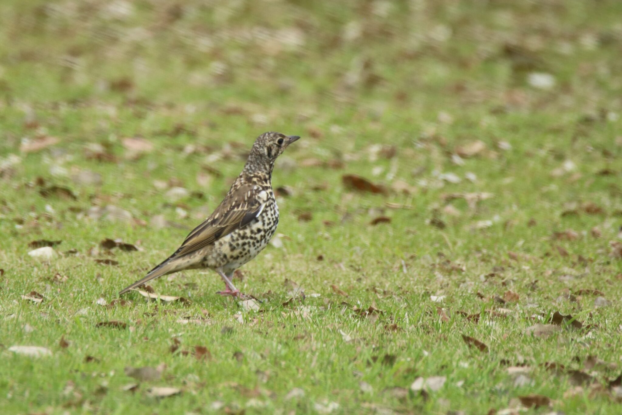 Mistle Thrush | Great Bird Pics