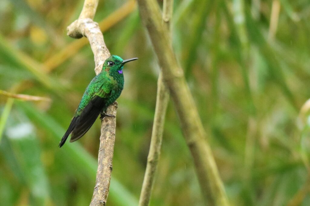 Green-crowned Brilliant | Great Bird Pics