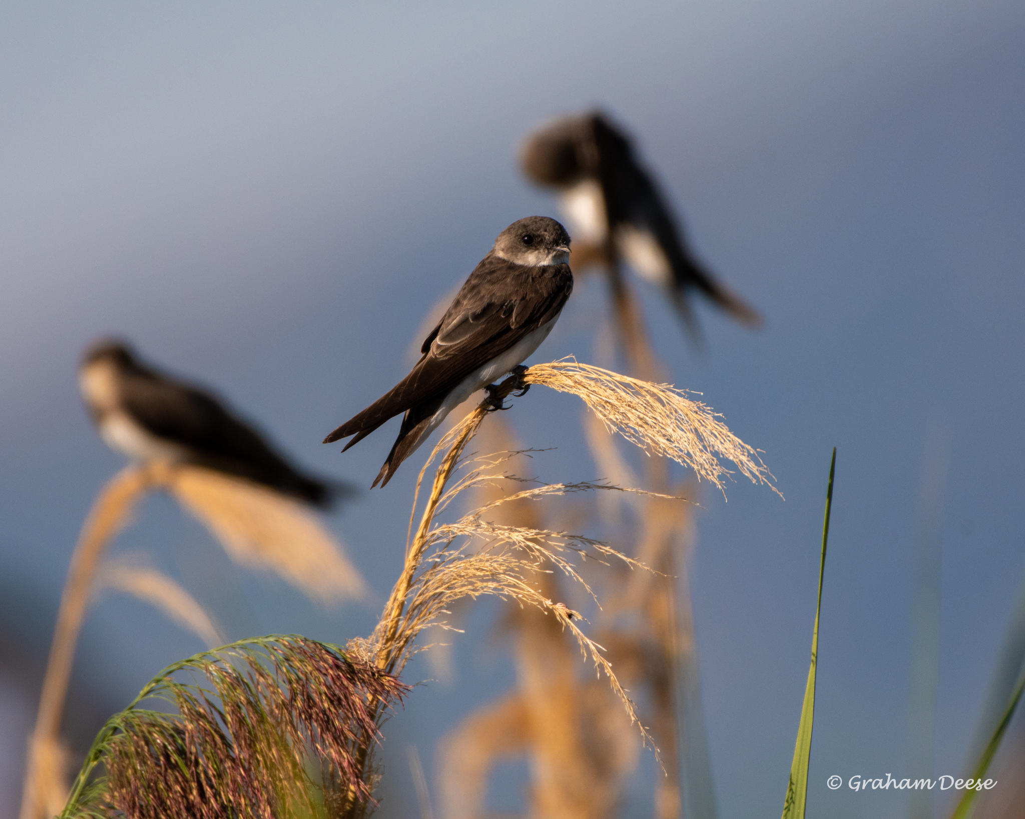 Bank Swallow | Great Bird Pics