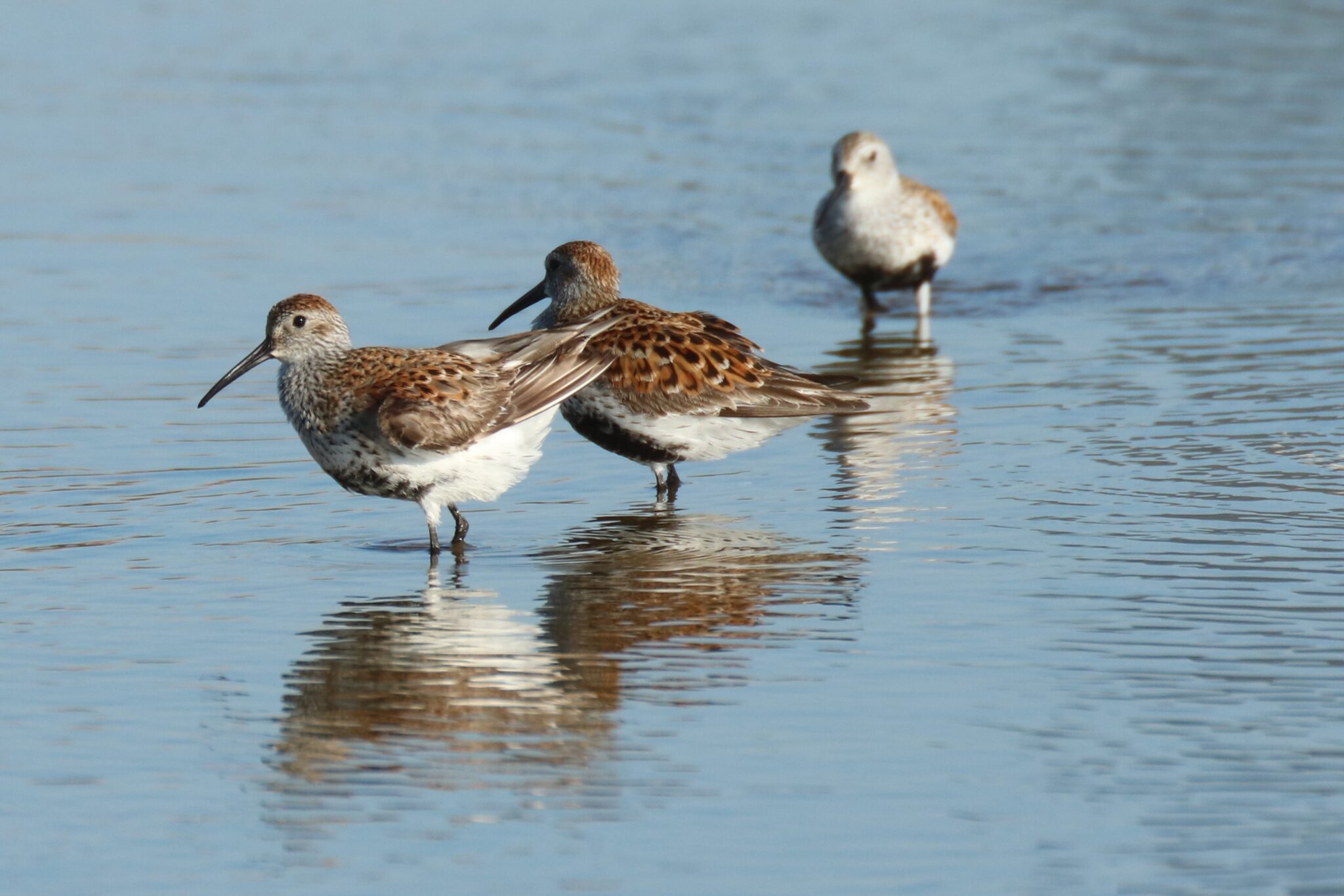 Dunlins | Great Bird Pics