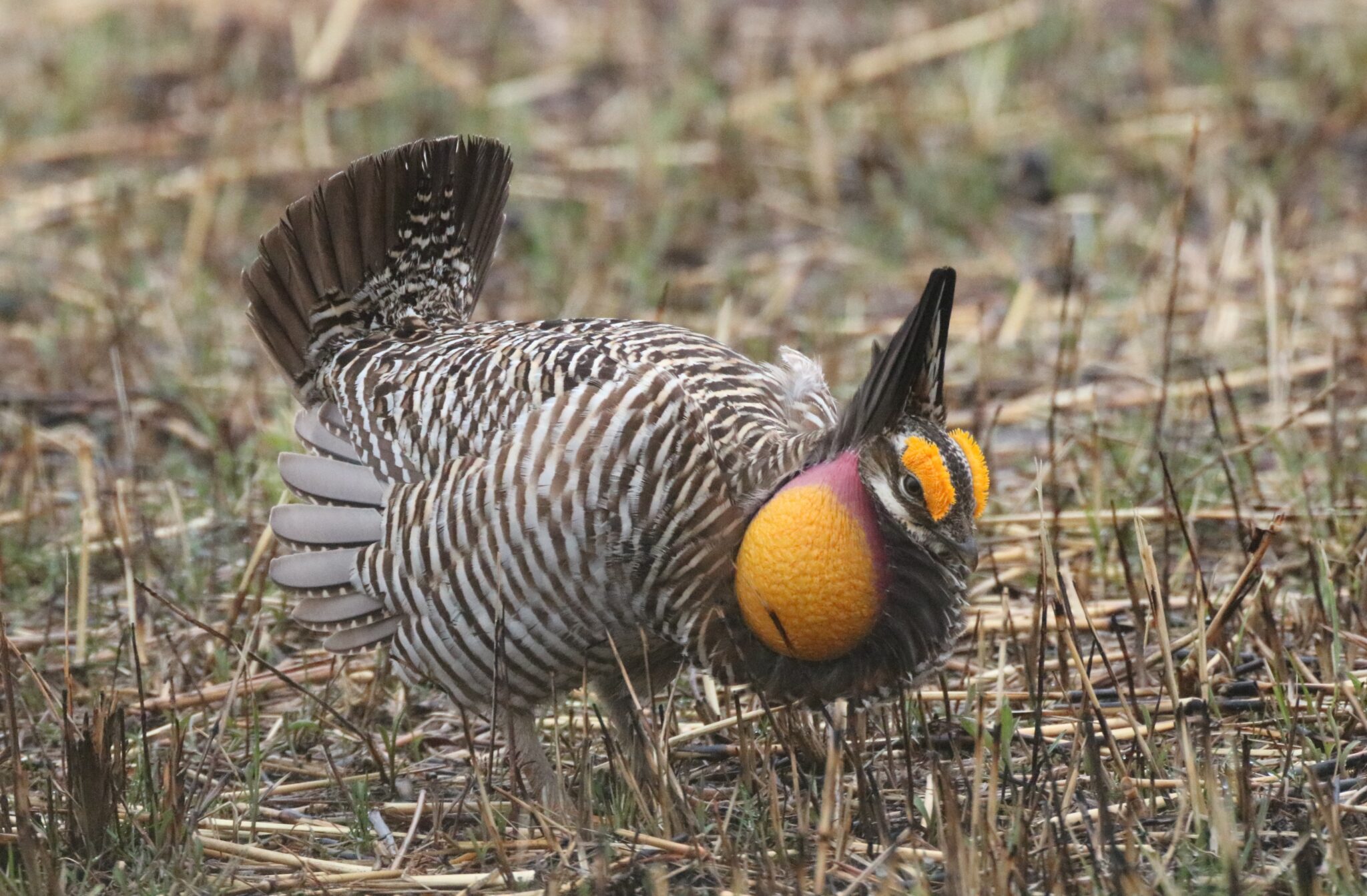 Greater Prairie-Chicken | Great Bird Pics