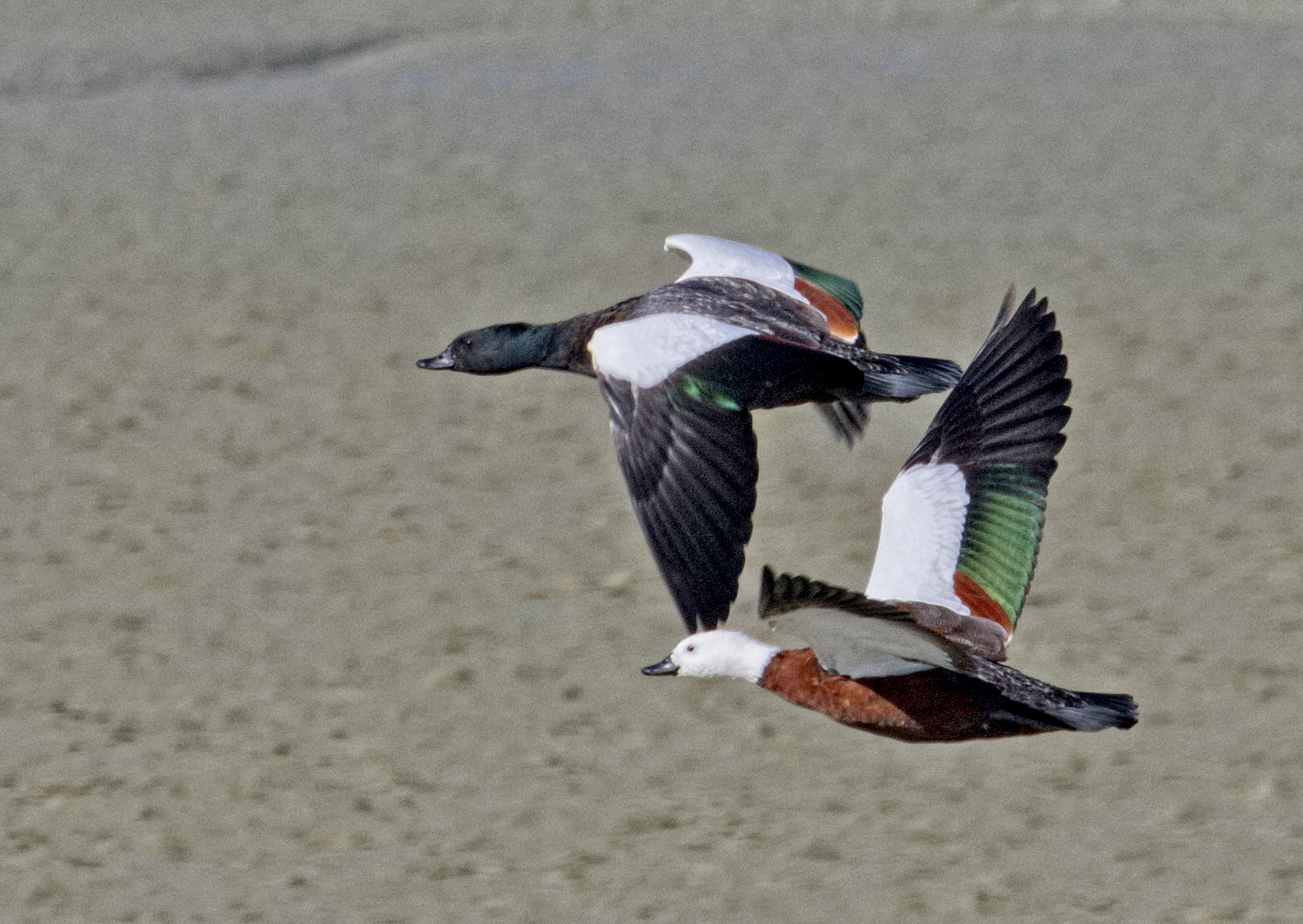 Paradise Shelduck | Great Bird Pics