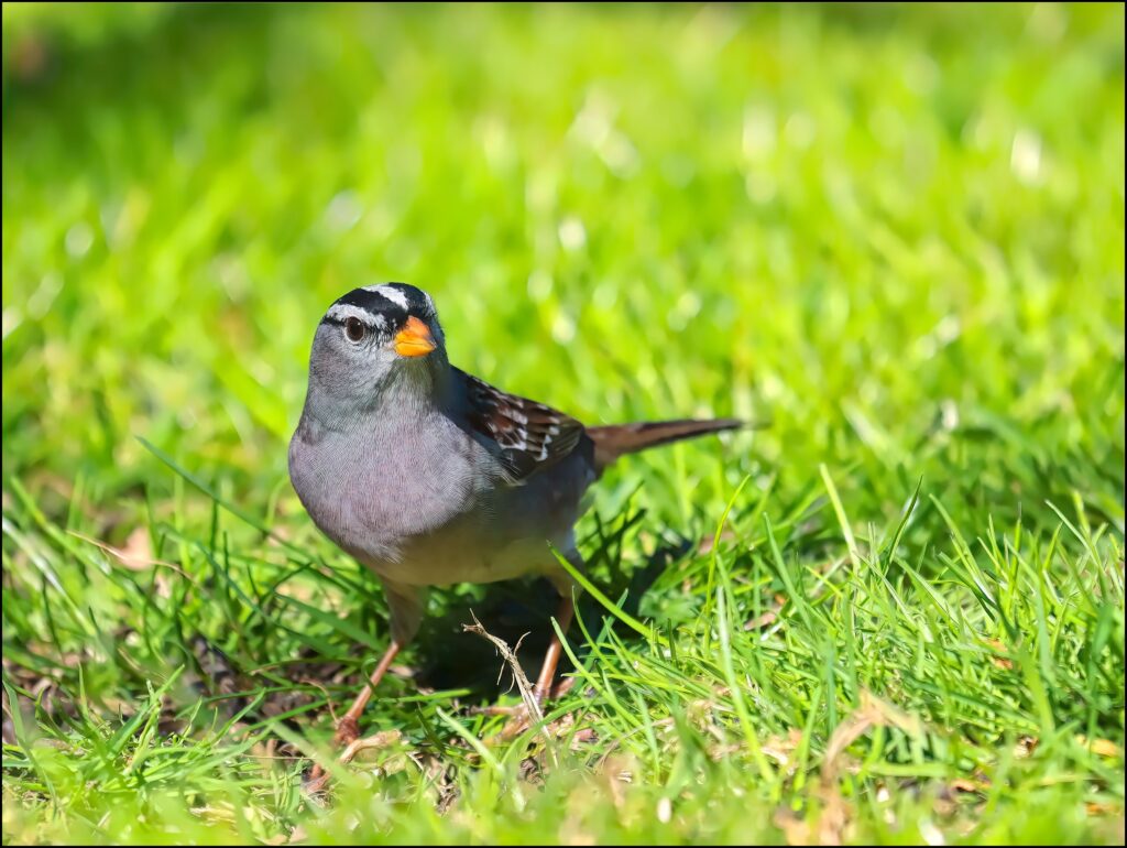 A White-crowned Sparrow | Great Bird Pics