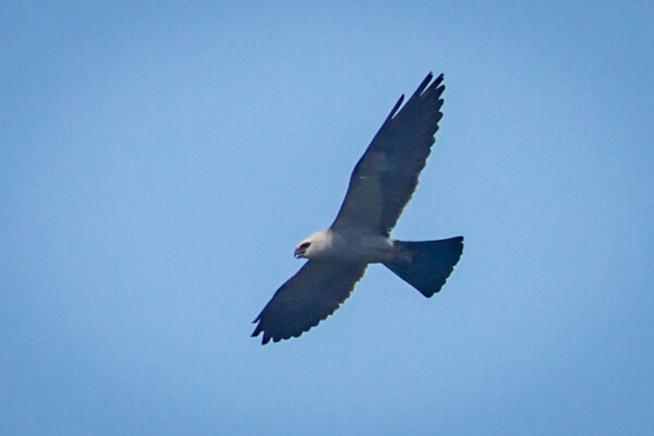 bird mississippi kite