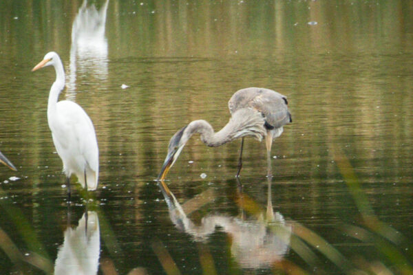 whippersnapper-great-bird-pics