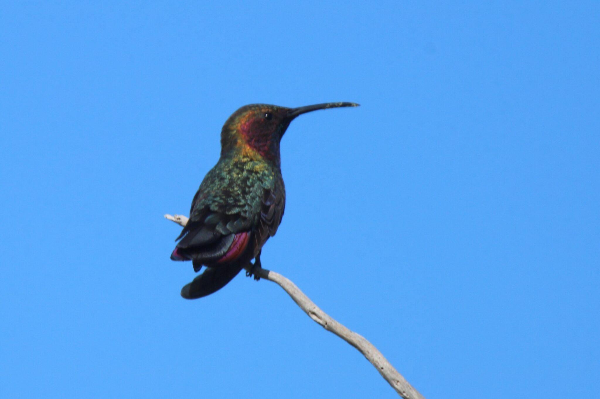 Jamaican Mango | Great Bird Pics