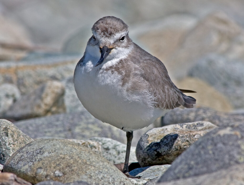 Wrybill | Great Bird Pics