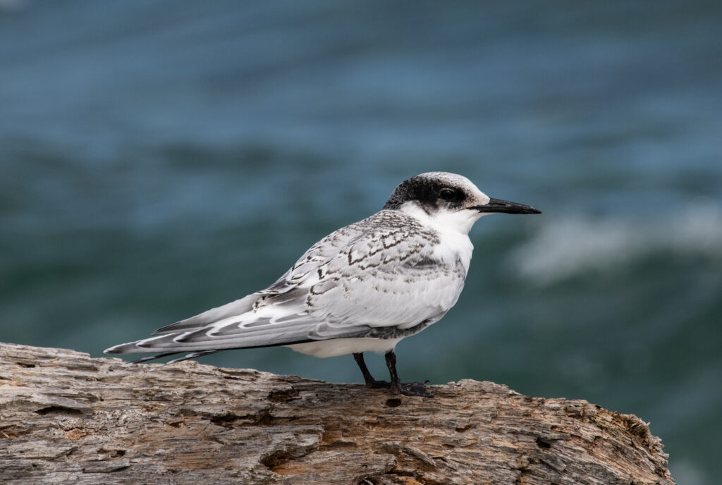 White-fronted Tern | Great Bird Pics