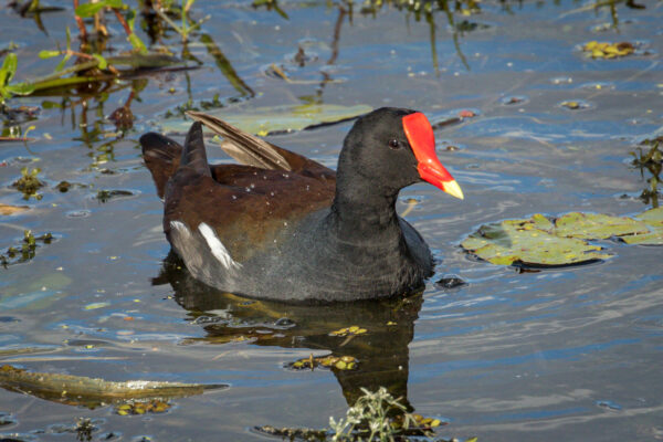 Just a Regular Common Gallinule | Great Bird Pics