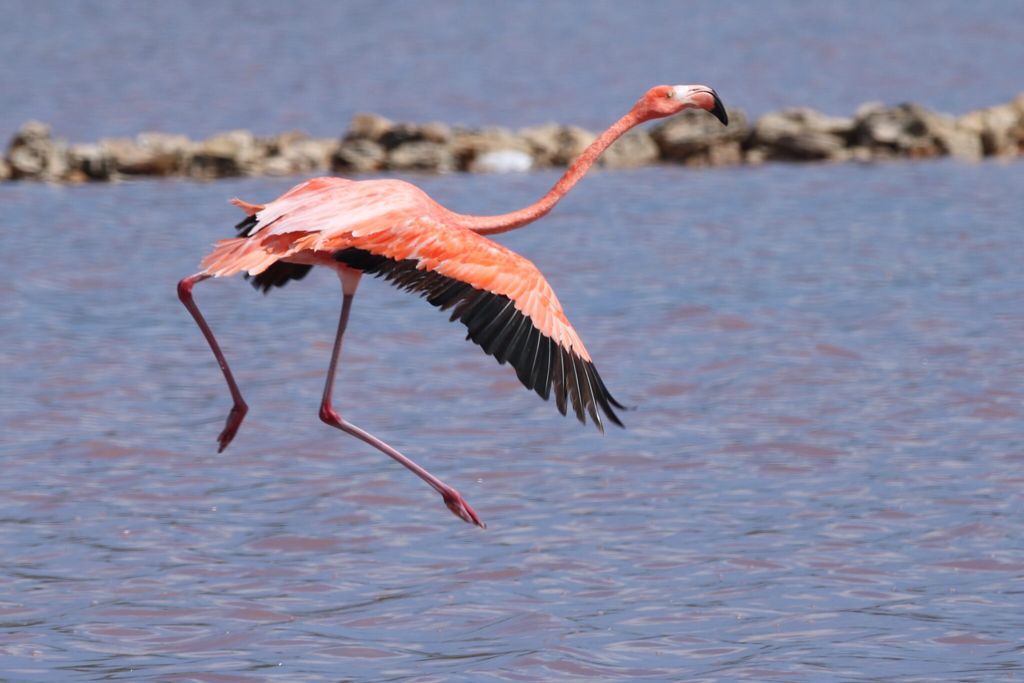 Flamingo landing | Great Bird Pics