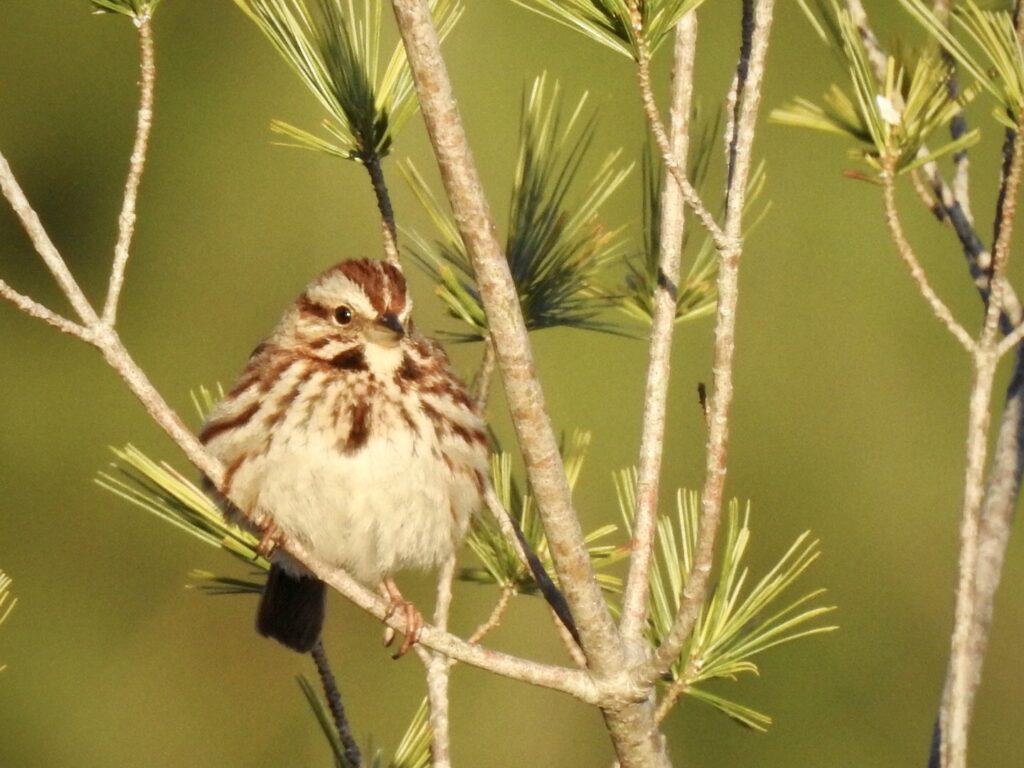 Song Sparrow | Great Bird Pics