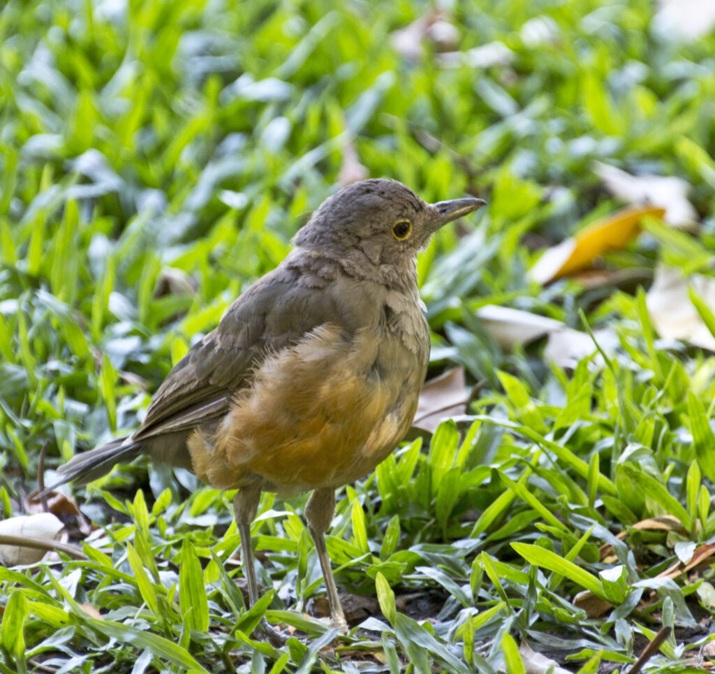 Rufous-bellied Thrush | Great Bird Pics