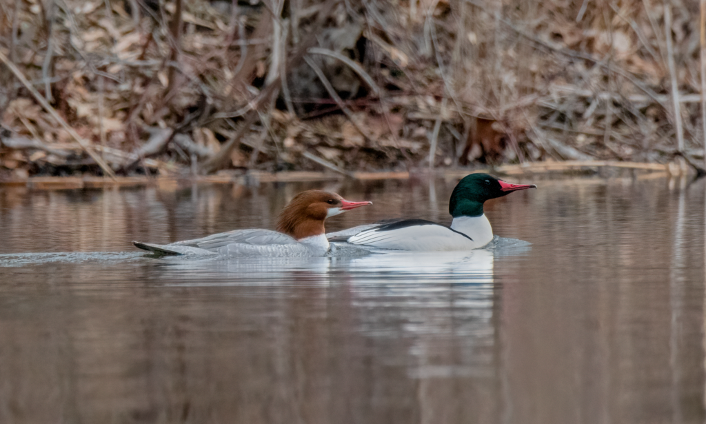 Pair Of Common Mergansers Great Bird Pics