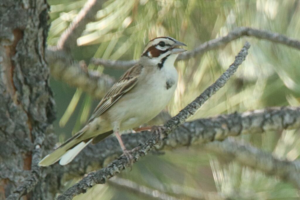 Lark Sparrow | Great Bird Pics