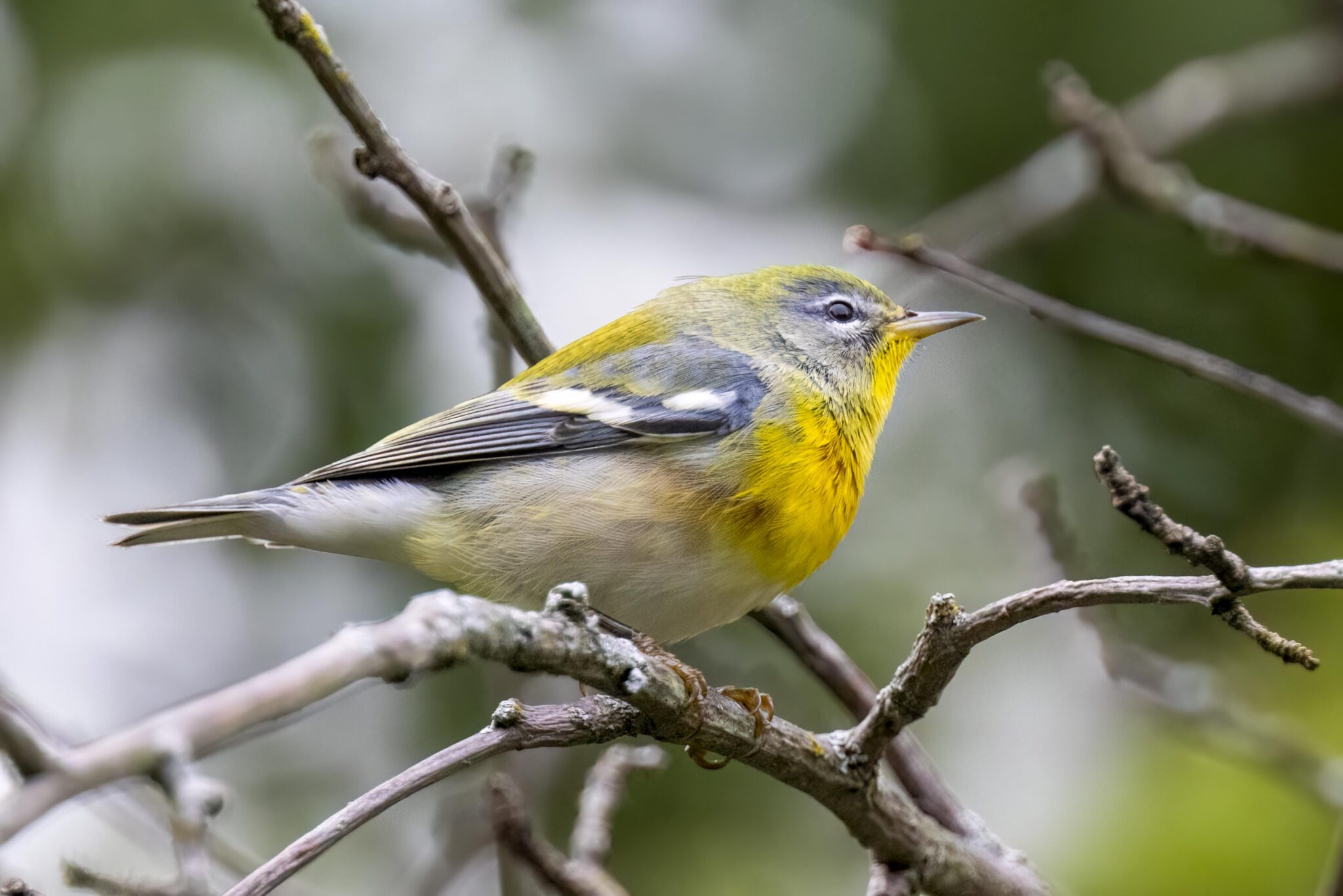 Northern Parula | Great Bird Pics