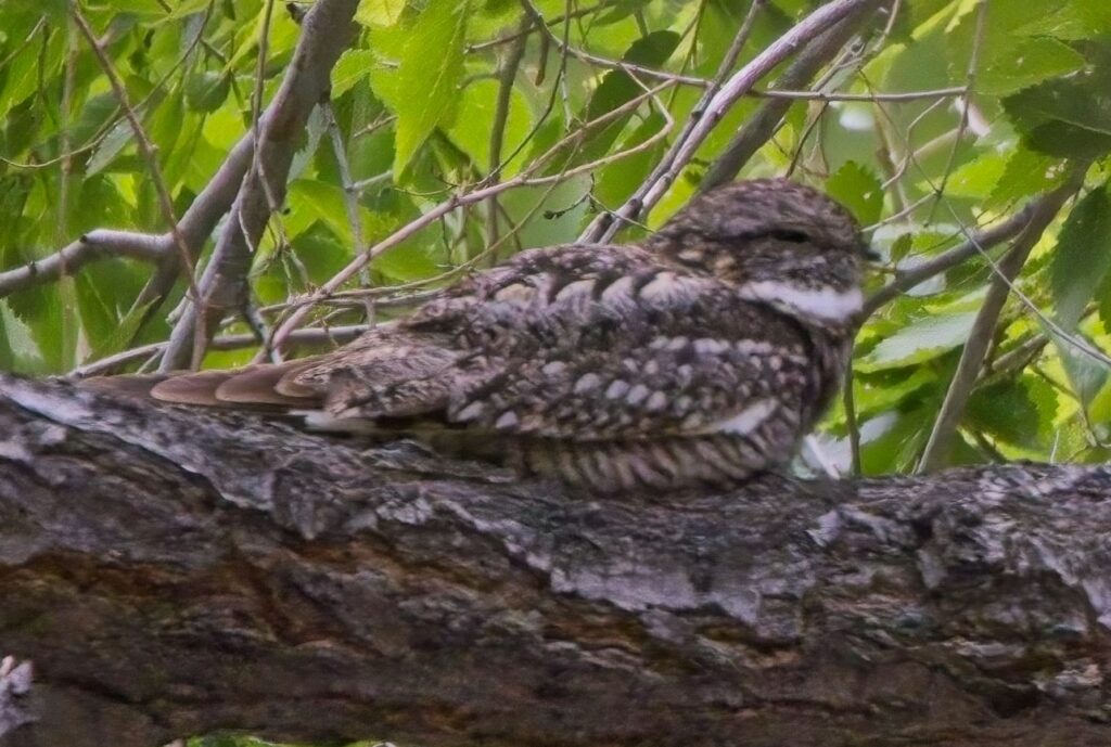 First Documented Record of Lesser Nighthawk in Washington State | Great ...